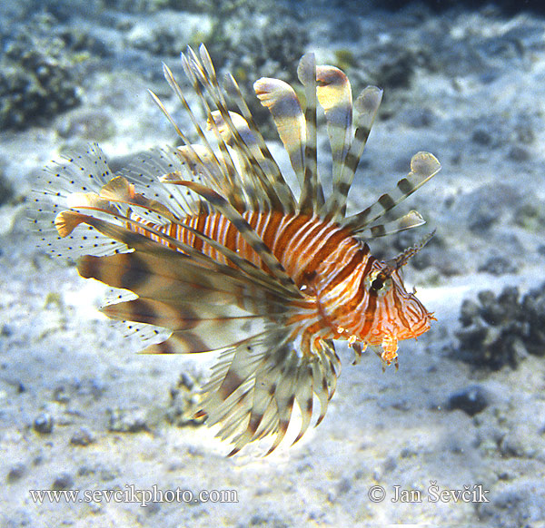 Photo of perutýn ohnivý Pterois volitans Red Firefish