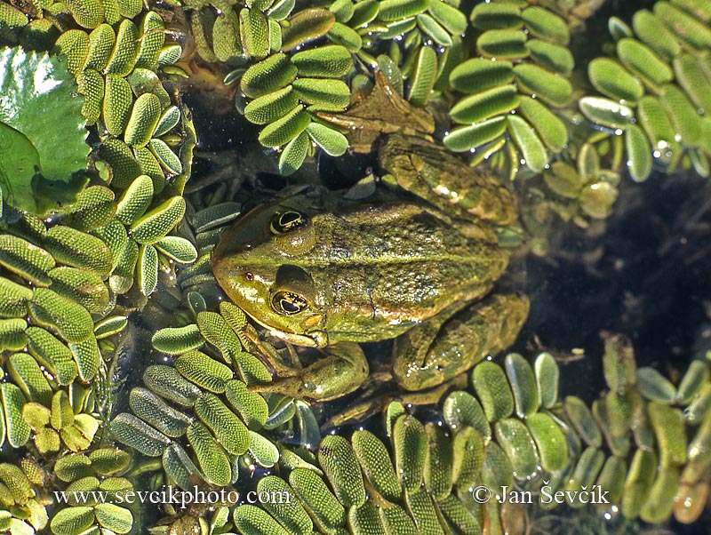 Photo of Skokan skřehotavý Rana ridibunda Marsh Frog See Frosch
