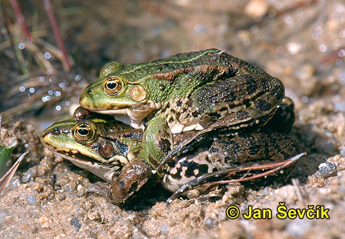 Photo of skokan zelený, Edible Frog, Green Frog, Teichfrosch, Rana kl. esculenta.