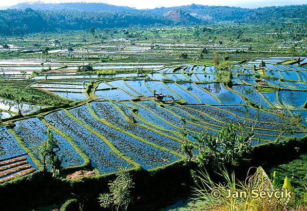 Photo of rýžoviště, rice field, Bali.