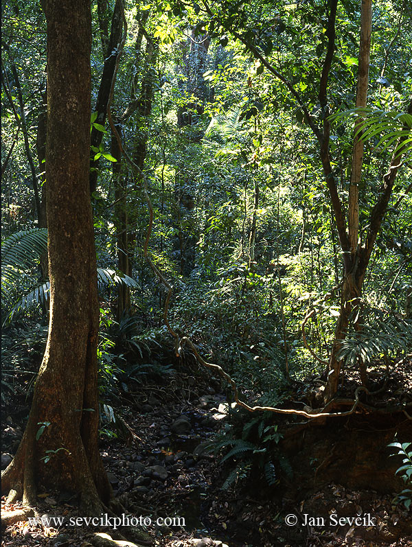 Photo of deštný les rain forest Soberania NP Panama