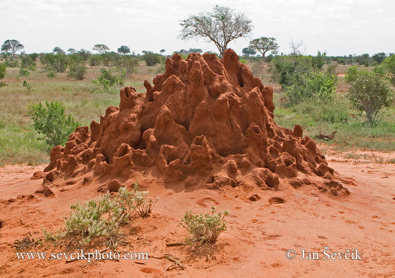 Photo of Termitiště Termitary Isoptera NP Tsavo Kenya