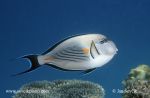 Photo of bodlok Sohal Surgeonfish Acanthurus sohal