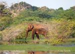 Photo of Národní park National Park  Bundala Sri Lanka