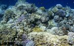 Photo of korálový útes Coral reef Korallenriff