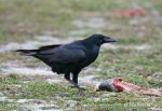 Photo of krkavec velký Corvus corax Raven Kolkrabe