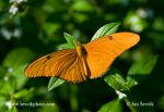 Photo of Dryas iulia Julia butterfly Mariposa Flama