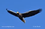 Photo of orel východní Haliaeetus pelagicus Stellers Sea eagle Riesenseeadler