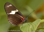 Photo of motýl Heliconius doris