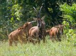 Photo of  antilopa vraná Hippotragus niger Sable Antilope Rappenantilope Kenya NP Shimba Hills
