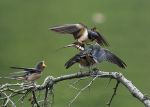 Photo of Hirundo rustica Rauchschwalbe Barn Swallow vlaštovka obecná