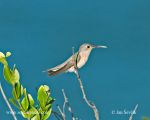 Photo of kolibřík Leucippus fallax Colibrí Ante Buffy Hummingbird Zimtbrustkolibri