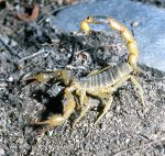 Photo of  štír Mesobuthus caucasicus scorpion