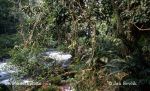 Photo of deštný les rain forest Misol-Ha Mexico