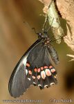 Photo of otakárek Papilio anchisiades