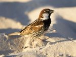 Photo of Vrabec pokřovní Passer hispaniolensis Spanish Sparrow Weidensperling