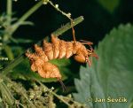 Photo of hranostajník bukový,Stauropus fagi, Buchen-Zahnspinner (Eichhorn), Lobster Moth.