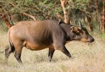 Photo of buvol pralesní Syncerus caffer nanus West african forest Buffalo Buffel