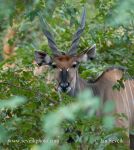 Photo of antilopa Derbyho Taurotragus derbianus Giant Eland Riesen-elenantilope