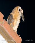 Photo of sova pálená Tyto alba Barn Owl Schleiereule