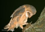 Photo of sova pálená Tyto alba Barn Owl Schleiereule