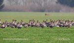 Photo of  husa běločelá Anser albifrons Greated White-fronted Goose Blessgans