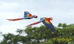 Photo of Ara arakanga, Ara macao, Scarlet Macaw Guacamayo Roja