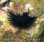 Photo of ježovka Arbacia lixula Black Sea Urchins Schwarzerseeigel