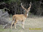 Pictur of axis indický, Axis axis, Spotted Deer, Axishirsche