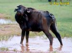Photo of buvol Arni, Bubalus arnee, Water Buffalo, Waserbuffel