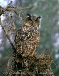 Photo of výr velký Bubo bubo Eagle Owl Uhu