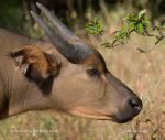 Photo of buvol pralesní Syncerus caffer brachyceros West african forest Buffalo Buffel
