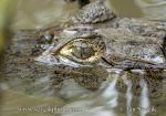 Photo of kajman brýlový Caiman crocodilus  Brillenkaiman Spectacled Caiman