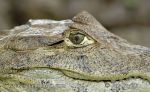 Photo of kajman brýlový Caiman crocodilus  Brillenkaiman Spectacled Caiman