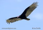 Pictur of kondor krocanovitý Cathartes aura Turkey Vulture Aura Gallipavo Truthahngeier