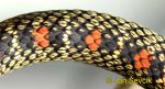 Photo of bojga zlatá, Chrysopelea ornata Ornate Flying Snake Schmuck Baumschlange