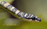 Photo of  bojga zlatá Chrysopelea ornata Ornate Flying Snake Schmuck Baumschlange