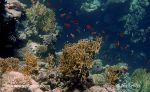 Photo of korálový útes Coral reef Korallenriff Red Sea