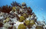 Photo of korálový útes coral reef coast of the Yucatan