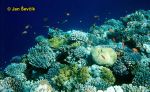 Photo of korálový útes, koral reef