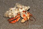 Photo of krab poustevník crab Coenobita sp. Sri Lanka