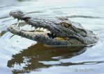Photo of krokodýl nilský Nile Crocodile Nilekrokodil Crocodylus niloticus Kruger NP
