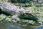 Photo of Crocodilus acutus, Amerikanische Krokodil, American crocodile, krokodýl americký.
