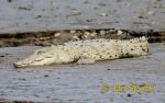 Photo of Crocodylus acutus, Spitzkrokodil, American crocodile, krokodýl americký.
