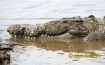 Photo of krokodýl americký, Crocodylus acutus, Spitzkrokodil, American crocodile
