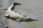 Photo of krokodýl americký, Crocodylus acutus, Spitzkrokodil