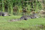 Photo of krokodýl bahenní Crocodylus palustris Marsh crocodile Sumpfkrokodil