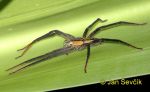 Photo of pavouk Cupiennius getazi Spider