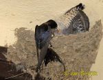 Picture  of kukačka obecná Cuculus canorus Cuckoo Kuckkuck