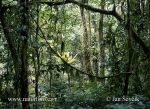 Photo of deštný les Rain Forest Regen-Wald
